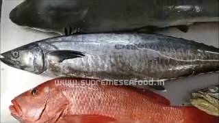 Fish names in English amp Tamil  28 Varieities  Supreme Seafood [upl. by Ardnat]