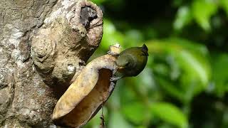 Orangebellied Flowerpecker Dicaeum trigonostigma flaviclunis Jatimulyo Java Indonesia 4 Aug 2024 [upl. by Hadwin]