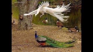 Rare White Peacock VS Indian Peacock At Karanji Lake Mysore 2016 Mysore Tourism Karnataka Tourism [upl. by Aerdna]