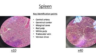 Histology Slides with key identification points [upl. by Oribella86]