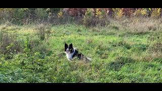 19 november 2023 wandeling in de gavers harelbeke [upl. by Treva718]