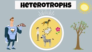 Heterotroph Examples [upl. by Hoenack]