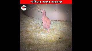 পাখিদের আজব গজব আওয়াজ 🕊️ Weirdest Bird Sounds shorts [upl. by Irakab]