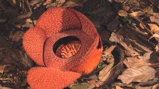 Rafflesia flower opening [upl. by Etteyniv]