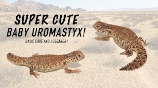 Uromastyx Basics Moroccan Uromastyx [upl. by Nerok]