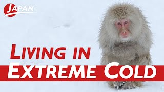 Snow Monkey Park Discover Their Secret to Braving the Extreme Cold  Nagano Japan Travel Guide [upl. by Nnairda]