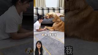 GUKGUK PLAYING HAND GAMES shorts funny cutedog fyp [upl. by Schapira]