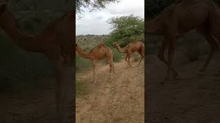 A pair of two camels walking behind each other [upl. by Atinomar]