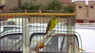 Serinus mozambicus X Canary creastedin Guemar same one هجين البسبوس الافريقى [upl. by Emelia]