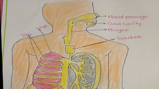 Diagram of Human Respiratory System [upl. by Naek750]