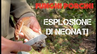 Funghi Porcini  Esplosione di Neonati [upl. by Raila]