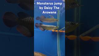 Crossback RTG Arowana jump for food 😍🤩🥶 shorts [upl. by Hniv155]