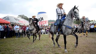 😍 CABALLOS BAILADORES EN LA CABALGATA SURUTATO [upl. by Ahseikal810]