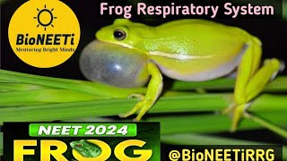 Frog 🐸 Respiratory System  NEET Biology NCERT Structural Organisation In Animals [upl. by Stilu]