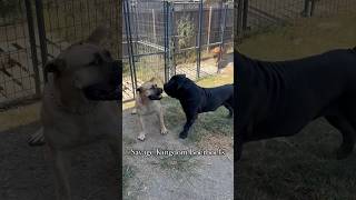 Massive 200lbs Boerboel Meets his 146lbs Aunt do you want Average or a Savage Boerboel boerboel [upl. by Neelat]