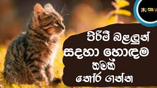 best cat names  unique male cat names  පිරිමි බළලුන් සදහා හොදම නම [upl. by Axel]