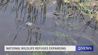 Aransas National Wildlife Refuge to expand [upl. by Mcnelly266]