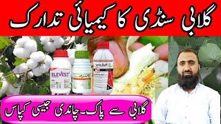 How to control Pink Bollworm in cotton  Chemical control of Pink Bollworm  Bilal Kanju Official [upl. by Ainegul]