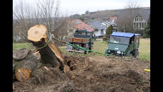 Kirschbaum umlegen mit Unimog 411 und 421 [upl. by Llevert]