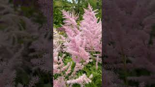 astilbe flowershorts flowergardens summerflowers telugugardener [upl. by Etnoval]