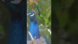 Indian peafowl Bird Peacock NATURE WEILDLIFE ANIMALS SONYA6700 4K [upl. by Dej]