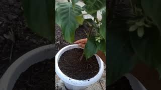 Potting of Mussaenda plant [upl. by Nakah220]