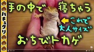 手の中で寝ちゃうチビトカゲ★手の中であおむけ寝のゼノガマ爬虫類 トカゲ Look up in the hand sleeping Xenagama taylori へそ天【爬虫類ペット】 [upl. by Kier592]