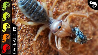 Camel Sun Spider The Best Pet Arachnid [upl. by Ahsekat503]