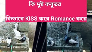 দুষ্ট পায়রা কিভাবে চুম্বন এবং রোমান্স করে  Wicked Pigeons How to Kiss and Romance  Aleenas [upl. by Idac606]