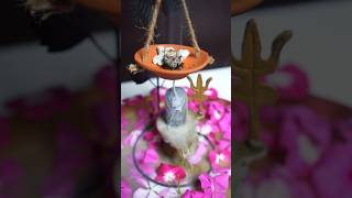 Waste Rangoli Flower Back Flow Dhoop 🌼🌸 shorts diy ytshorts craft homedecor CreativeShriya [upl. by Irving]