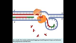 Leading Strand and Lagging Strand in DNA replication [upl. by Brechtel283]