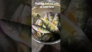 Bagong huli na isda sa Lake Erie [upl. by Doner]