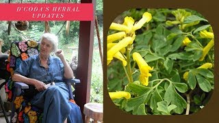 Corydalis for Pain Relief [upl. by Atirac]