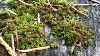 Ants Among Moss [upl. by Larred]