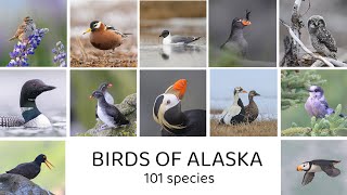 Birds of Alaska 101 species [upl. by Ortrude777]