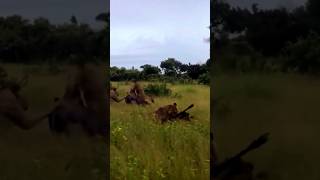 A group of lions hunting wildebeest animals discovery lions wildebeest [upl. by Gard702]