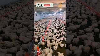 Chicken Day 31 Weight poultry viralshorts viral shorts shortsvideo ytshorts trending chicks [upl. by Favata]