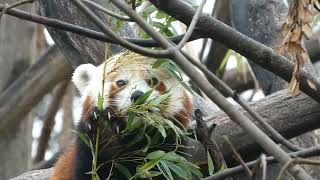 Roter Panda Ailurus fulgens Kleiner Bär Panasonic Lumix Superzoom Zoo Tiergarten Schönbrunn Wien [upl. by Eirek]