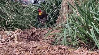 Brush Turkey nest building [upl. by Asiulairam]