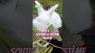 Partie 2 👉 3 bonnes raisons de donner du tilleul à vos lapins tips nature lapin conseils luv [upl. by Barbara-Anne]