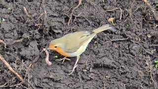 European Robin vs Worm [upl. by Janean183]