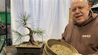 Learn how to repot a Japanese black pine bonsai in 15 min [upl. by Kuo]