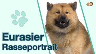 Eurasier im Rasseportrait Alles über diese familienfreundliche Hunderasse [upl. by Aloisius514]