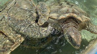 Turtle farm in cayman island caymanisland vlogger turtle [upl. by Marwin]