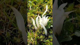 Clavaria White Spindles [upl. by Anerom]