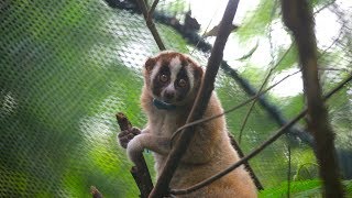 Record Number Of Slow Lorises Returned To The Wild [upl. by Ahsropal]