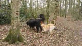 Roxie en Haylie met verliefde reu 2732010wmv [upl. by Aneleasor289]