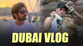 Dubai Vlog  Zayn Saifi with lions  Talib Saifi [upl. by Oribel]