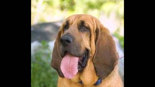 Bloodhound Dog Breed Pictures [upl. by Znieh]