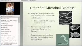 Nitrogen Mineralization A Microbial Mediated Process [upl. by Marka]